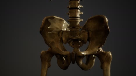 Knochen-Des-Menschlichen-Skeletts
